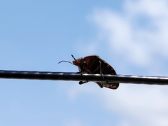 Solenosthedium rubropunctatum