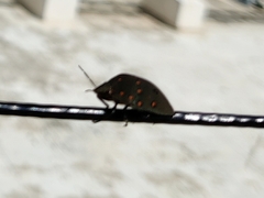 Solenosthedium rubropunctatum