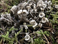 Ursus arctos sitkensis