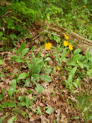 Pilosella flagellaris