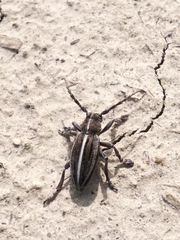 Dorcadion holosericeum