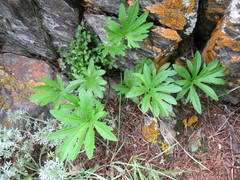 Viola milanae