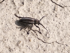 Dorcadion holosericeum