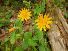 Pilosella flagellaris
