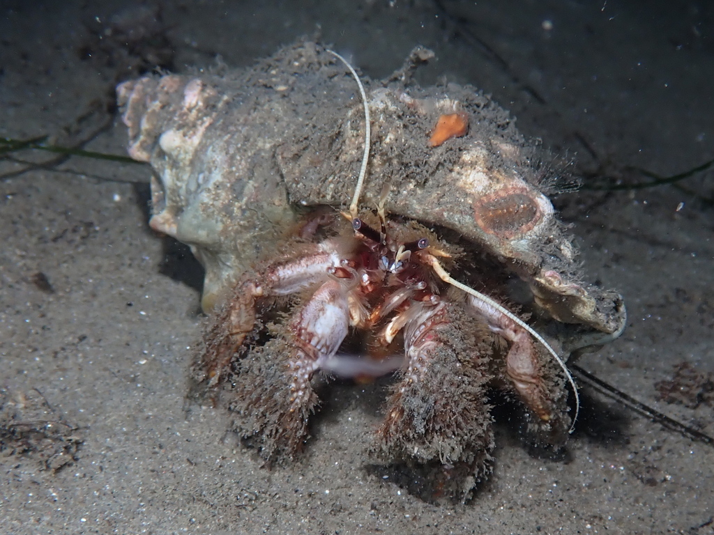 Paguristes bakeri