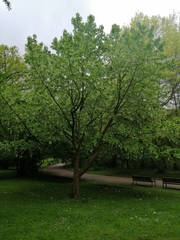 Davidia involucrata