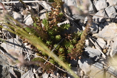 Petrosedum ochroleucum