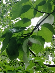 Davidia involucrata