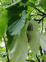 Davidia involucrata