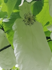 Davidia involucrata