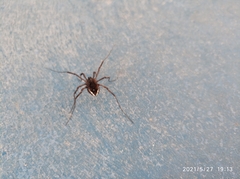 Zachaeus