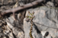 Petrosedum ochroleucum