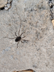 Zachaeus