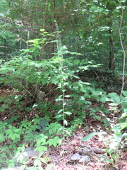 Borodinia canadensis