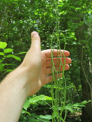 Borodinia canadensis
