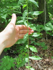 Borodinia canadensis