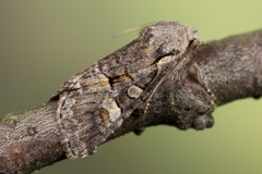 Brachylomia viminalis