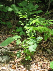 Lithospermum tuberosum