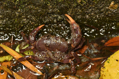 Geothelphusa miyazakii