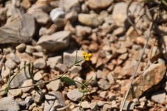 Coronilla scorpioides