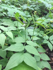 Lathyrus vernus