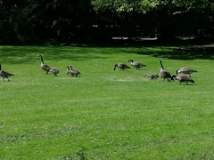 Branta canadensis