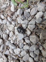 Dorcus parallelipipedus