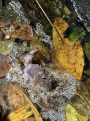 Geothelphusa miyazakii