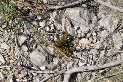 Petrosedum ochroleucum