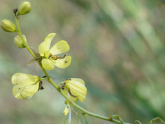 Senna holosericea