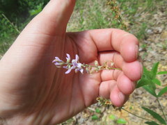 Orbexilum pedunculatum