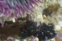 Schizobranchia insignis