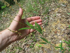 Orbexilum pedunculatum