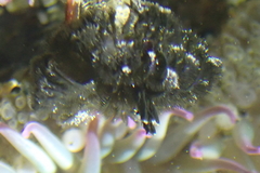 Schizobranchia insignis