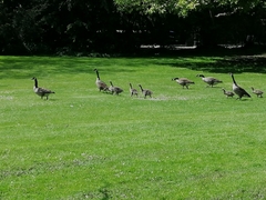 Branta canadensis
