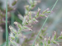 Poaceae