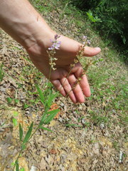 Orbexilum pedunculatum