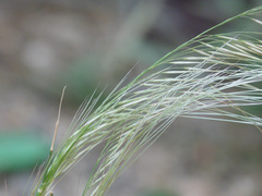Poaceae