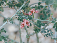 Indigofera spinosa