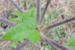 Oreopanax discolor