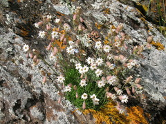 Silene turgida