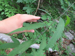 Vernonia flaccidifolia