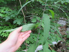 Vernonia flaccidifolia