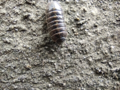Armadillidium vulgare