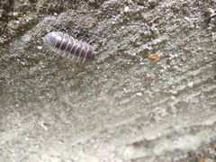 Armadillidium vulgare