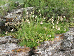 Silene turgida