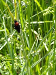 Clitellaria ephippium