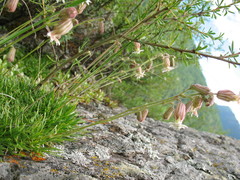 Silene turgida