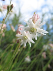 Silene turgida