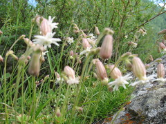 Silene turgida